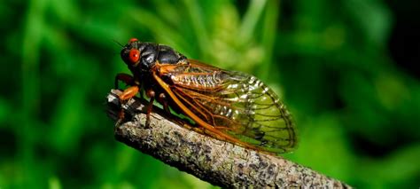 What Is A Cicada Hawx Pest Control