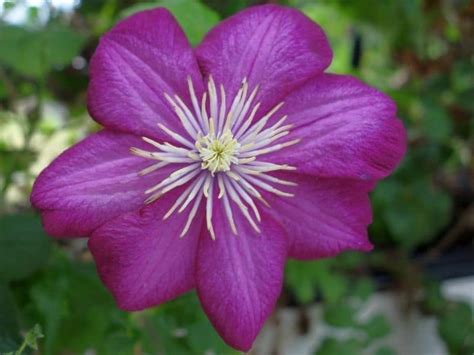 Check spelling or type a new query. 9 Best Climbing Plants and Vines with Purple Flowers ...