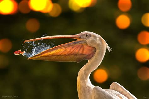 80 Best Award Winning Wildlife Photography Examples From Around The World