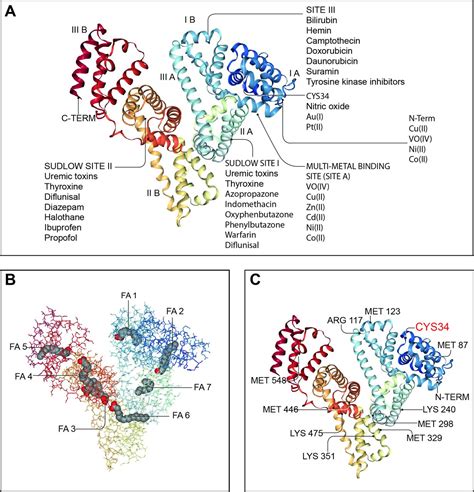 Read more about the prescription albumin is a naturally occurring transport protein found in the body. Albumin in decompensated cirrhosis: new concepts and ...