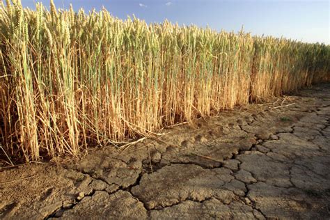 Researchers Create Method To Identify Drought Resilient Wheat 2019 10