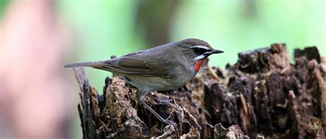 Siberian Rubythroat Calliope Calliope