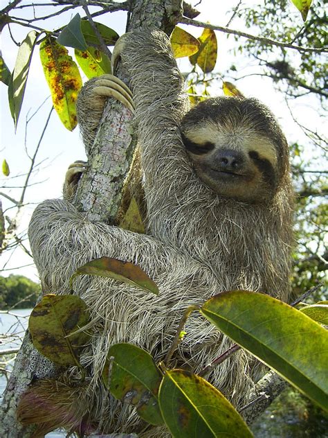What Next Sloths The Sloth Rescue And Sanctuary