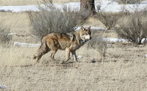 June 1 Deadline For Ranchers To Receive Wolf Presence Compensation