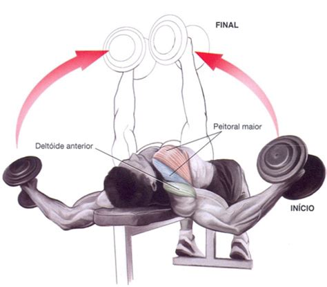 Exercícios Para Peito Dicas De Maromba