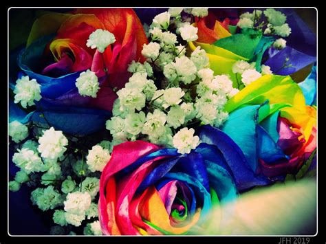 Rainbow Rose Roses Colorful Flowers Photography
