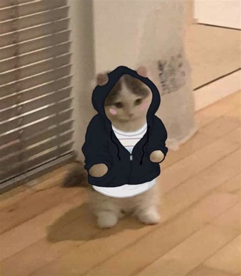 Cute Cat Meme Standing Cat In A Hoodie
