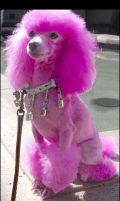 Pinkpurple Poodle 🐩 Poodle Dog Cute Animals Poodle