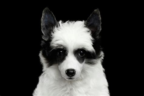 Chinese Crested Puppy Photograph By Sergey Taran