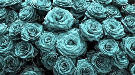 Large Teal Roses Wallpaper Beautiful Floral Wallpapers Happywall