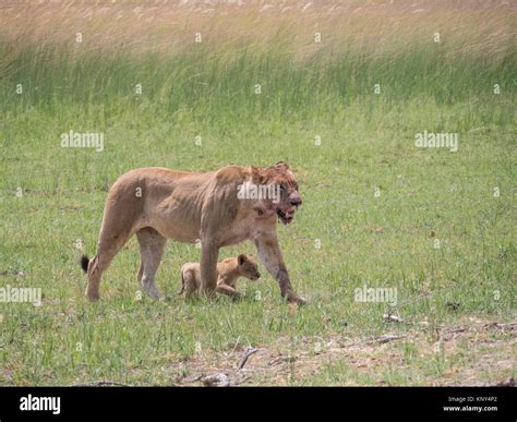 Botswana Lioness And Baby Stock Photo Alamy