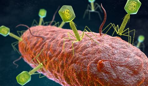 Scientists Uncover Prophage Defense Mechanisms Against Phage Attacks In