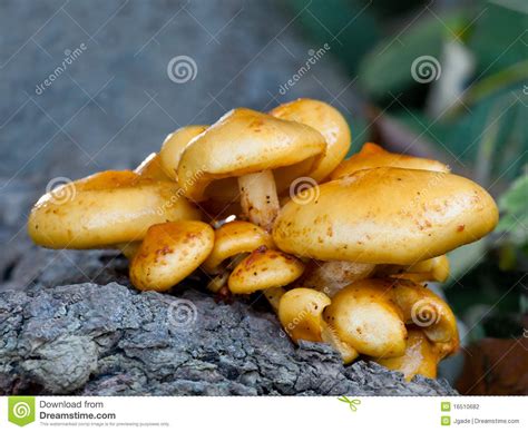 Fungus On Tree Trunk Stock Photography Image 16510682
