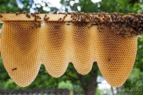 See More Bee Keeping Bee Hive Bee