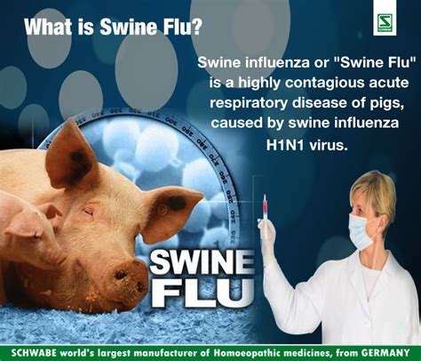 Pin On Swine Flu Swine Influenz H1n1 Virus