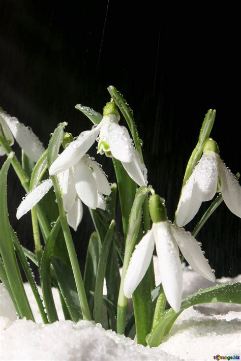 Flowers snowdrops desktop wallpapers photos of early spring desktop ...
