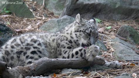 Snow Leopard Cub On Exhibit Bronx Zoo Youtube
