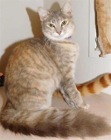 It is believed that these pets were brought by the vikings to norway from the british archipelago during the early middle ages. Sofia - Female Norwegian Forest Cat Mix Cat in QLD - PetRescue