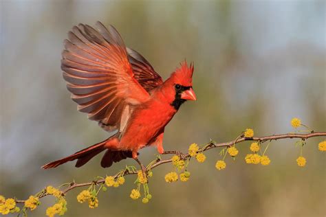 Northern Cardinal Male Landing Photograph By Larry Ditto Pixels