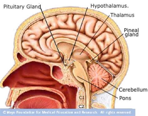 Neuroanatomy Pineal Gland Thalamus Hypothalamus Pituitary Gland