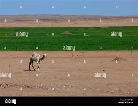 Agriculture In Desert Sakakah Area Saudi Arabia Stock Photo Alamy