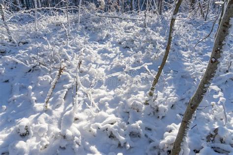 Snow Covered Forest Floor Stock Image Image Of Outdoor 84038351