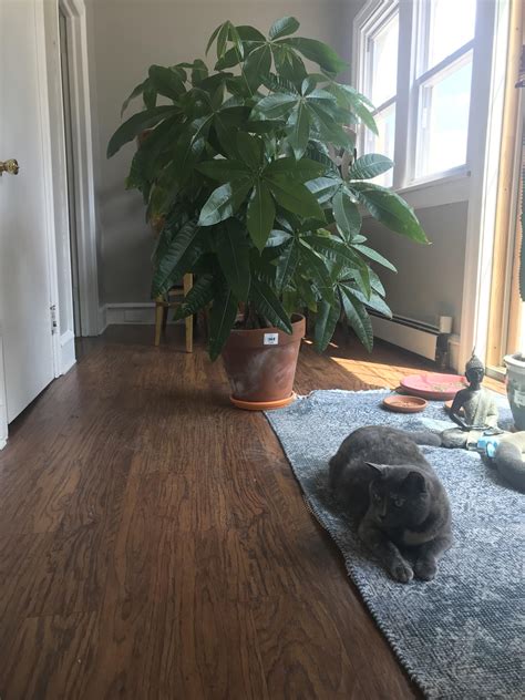 We did not find results for: My money tree is out of control. Fat cat for scale. : plants