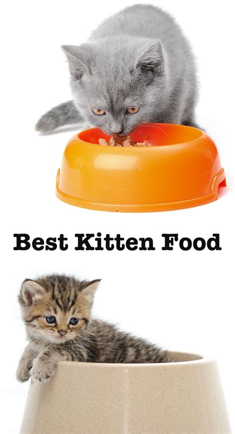 Avoderm is a unique canned cat food option as the food for your kitten. Best Kitten Food - The Top Wet And Dry Kitten Foods