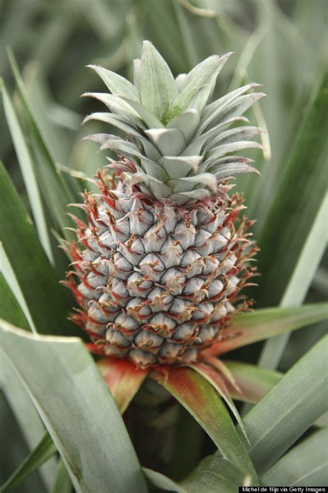 26 New House Plant That Looks Like A Pineapple Garden Plants