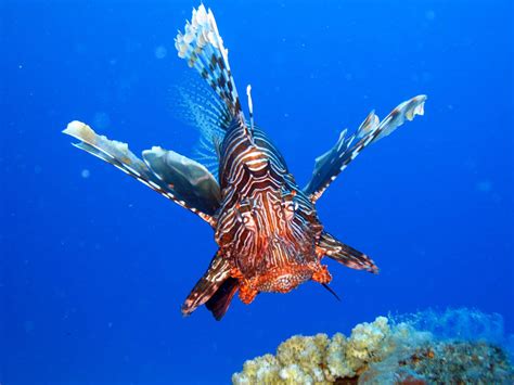 Facts Rarely Known Top 10 Most Amazing And Beautiful Underwater Animals