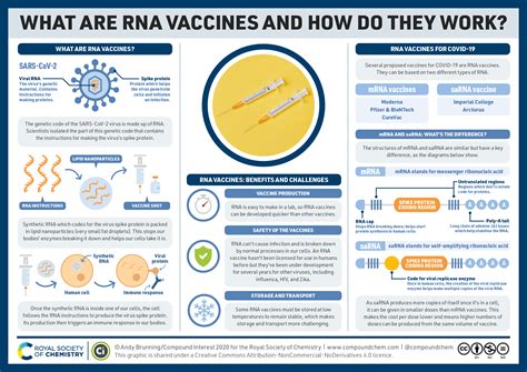 This gives mrna vaccines an advantage over more traditional vaccines such as those for flu or rabies, that are made from killed versions of the actual pathogen or their target proteins. What are the COVID-19 RNA vaccines and how do they work ...