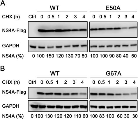 Differential Responses Of Ns4a Proteins Following Chx Treatment