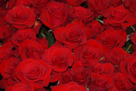 Filered Roses Wikimedia Commons