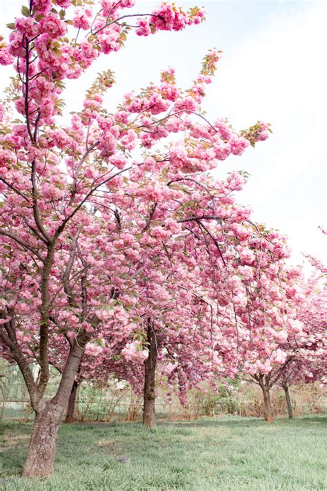 Dc Cherry Blossoms 2019 Peak Bloom Sea Of Blush