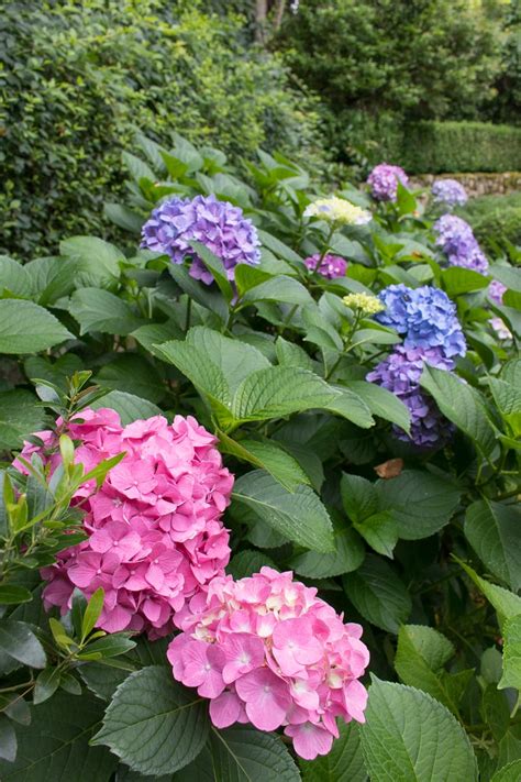 For success with potted hydrangeas, follow these tips: How to Prune Hydrangeas, Change Their Color, Revive ...