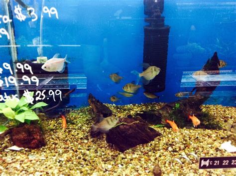 When you come down to caesar's tropical fish, you will. Roger's Aquatic & Pet Supplies - 14 Photos & 10 Reviews ...