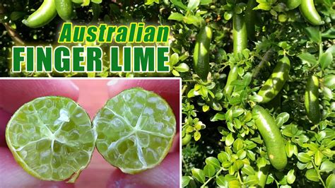 Australian Finger Lime Growing Citrus In Containers Youtube