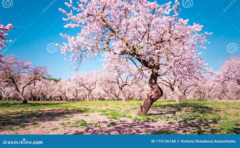 A Big Almond Tree With Flowers Blooming The First Weeks Of Spring With
