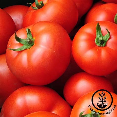 Tomato Seeds Early Girl Hybrid Buy Farm And Garden Vegetable Seeds