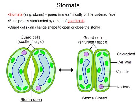 What Is Stomata What Is Its Function Explain Me Details About It With