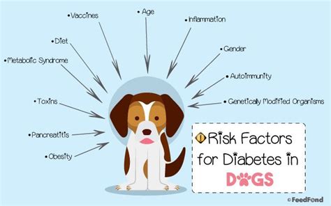Diabetes In Dogs Signs Effective Health