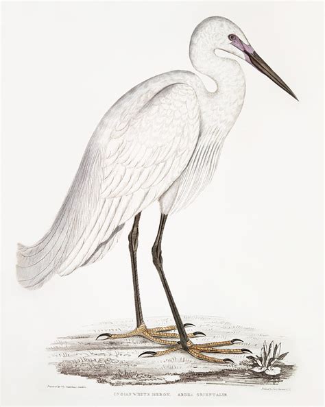 Indian White Heron Ardea Orientalis From Illustrations Of Indian