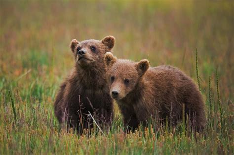 Cute Baby Bears 2 950×632 Pixels Animals Pinterest