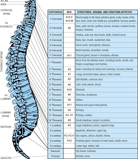The Human Spine Diagram Wiring Diagram