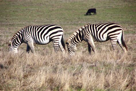 But where do zebras live? Zebra found dead, skinned near California's Hearst Castle | 89.3 KPCC