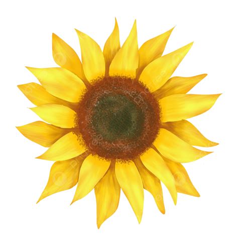 Single Sunflower Png Transparent Big Single Sunflower Sunflower