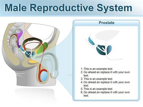 Male Reproductive System Powerpoint Shapes Imaginelayout Com
