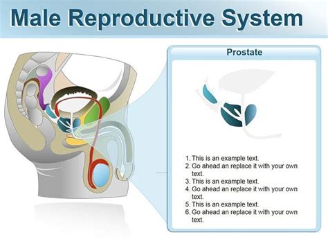 Male Reproductive System Powerpoint Shapes