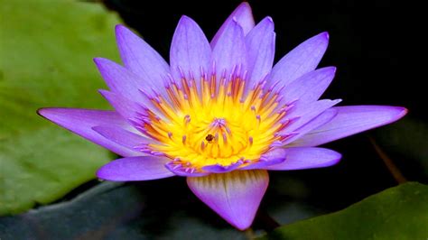 Blue Lotus (or blue Egyptian lotus), Blue Water lily (or blue Egyptian water lily), Sacred Blue 