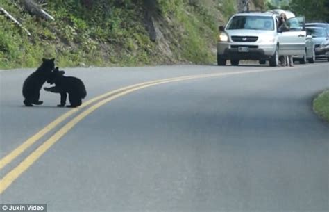 Video Shows Two Bear Cubs Play Fight In The Middle Of The Road In Front